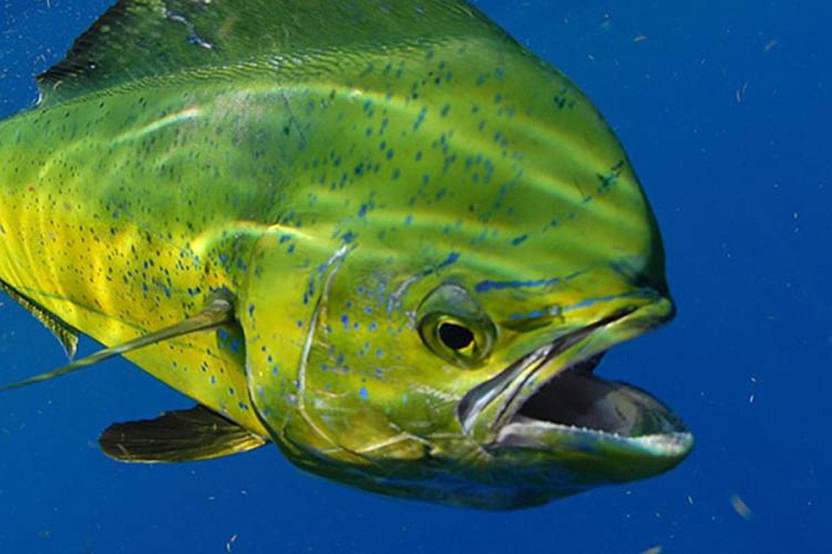 Featured image for “SportFishingBoats.com – The Ultimate Guide to Deep Sea Ocean Sport Fishing for Small Game in Tropical Waters”